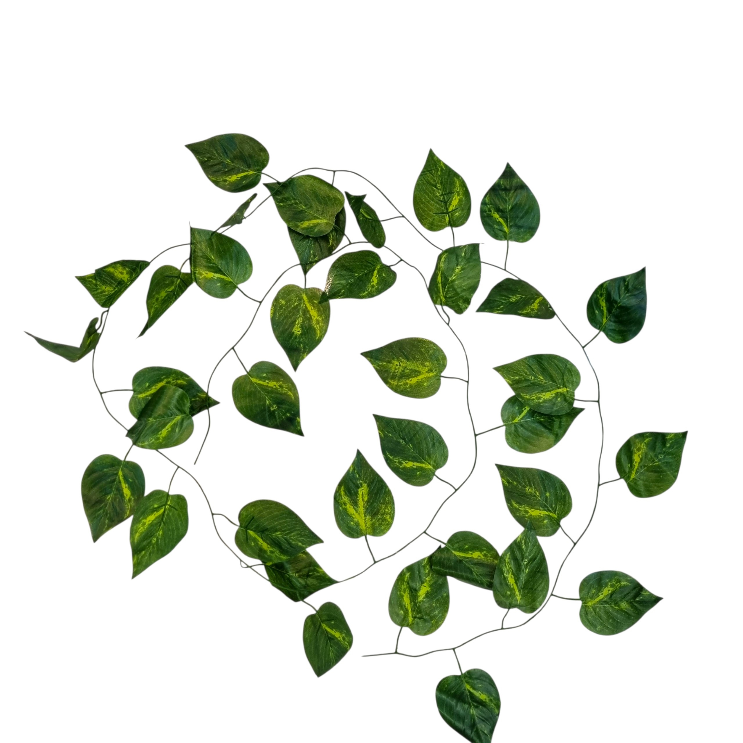 ریسه برگ پتوس