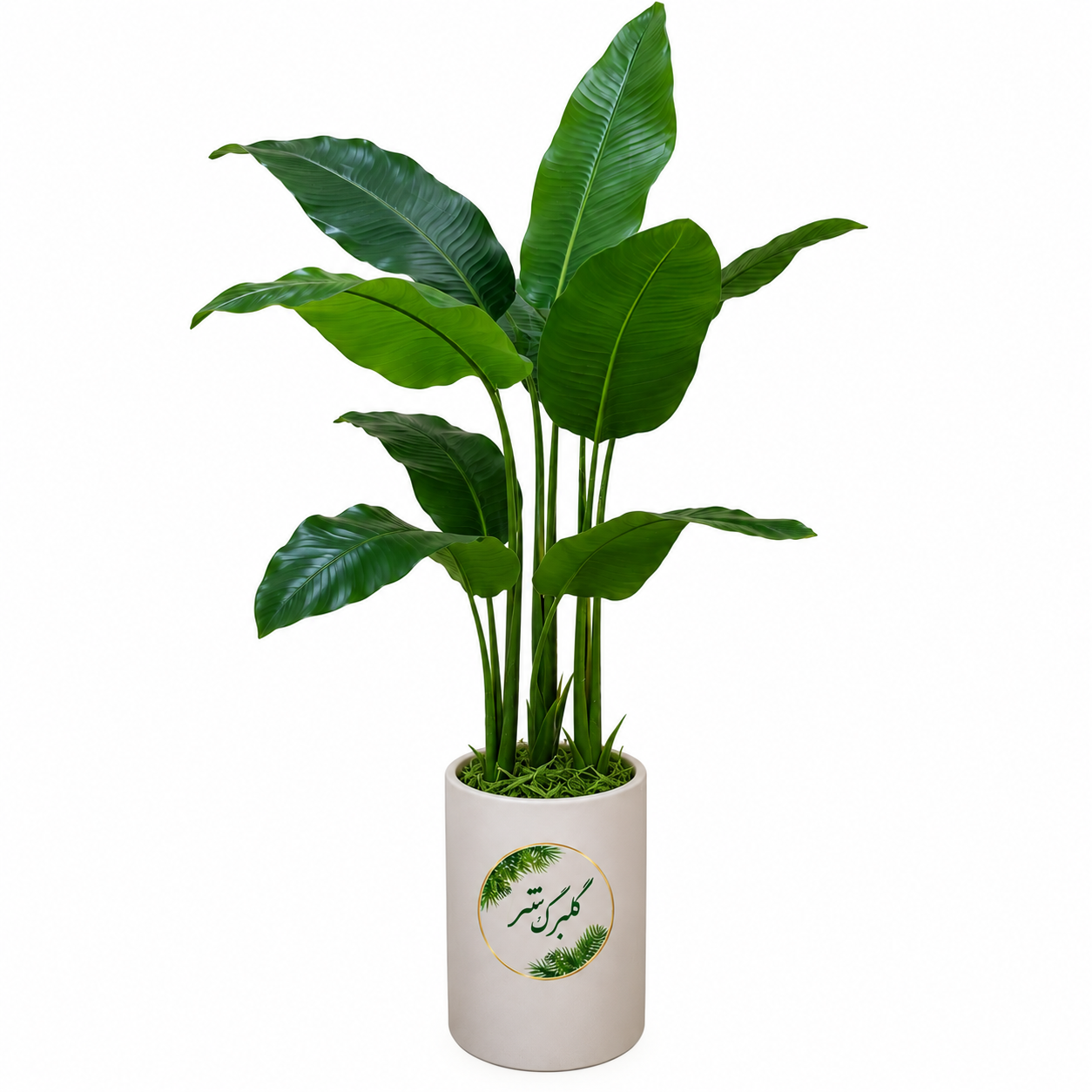 درختچه پرنده بهشتی مدل 3 تنه