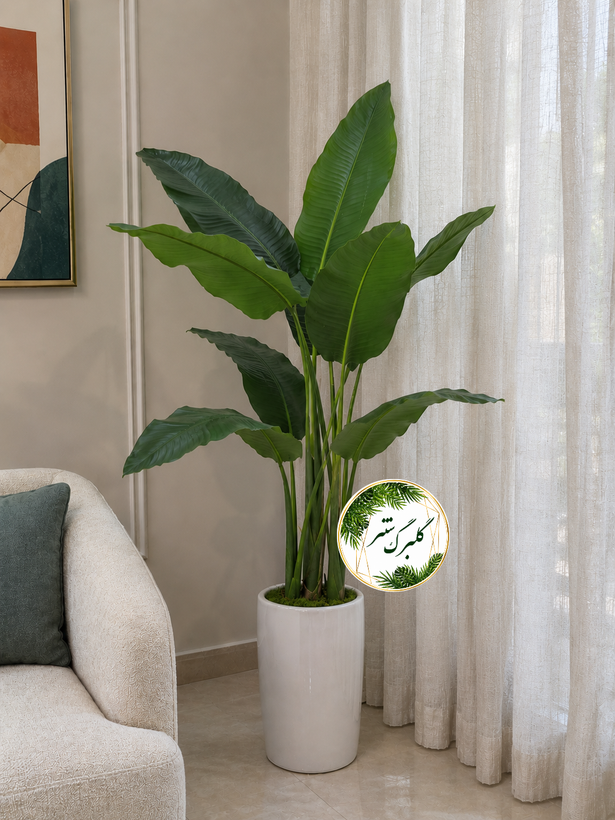 درختچه پرنده بهشتی مدل 3 تنه