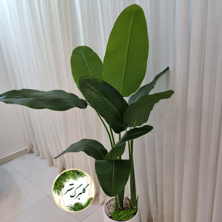 درختچه پرنده بهشتی مدل 3 تنه