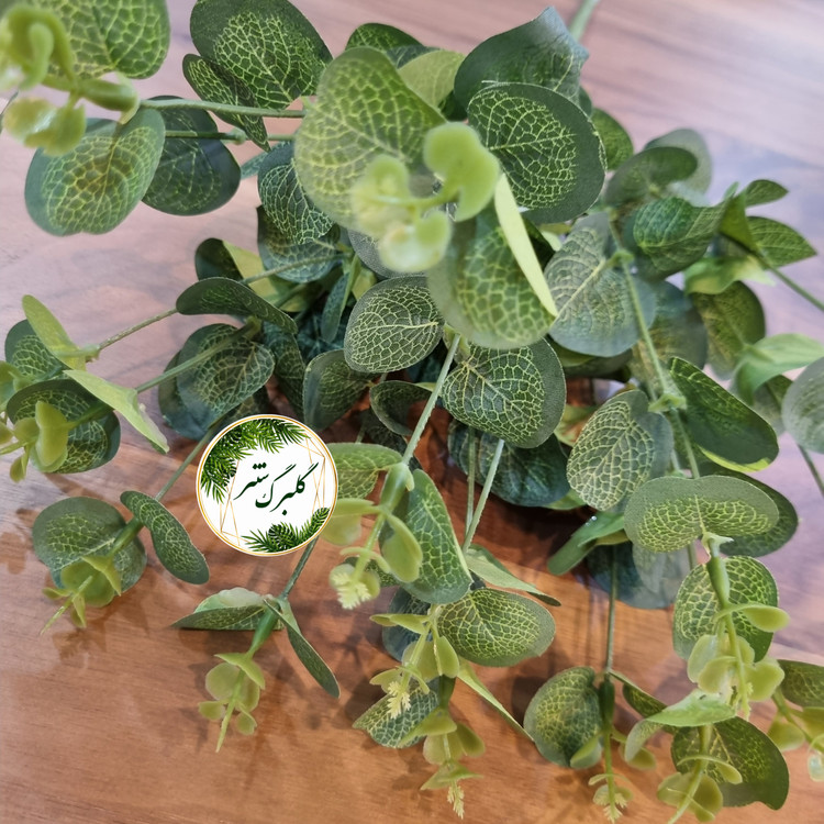 بوته برگ اکالیپتوس 45سانت